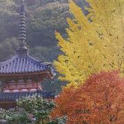 紅葉と寺